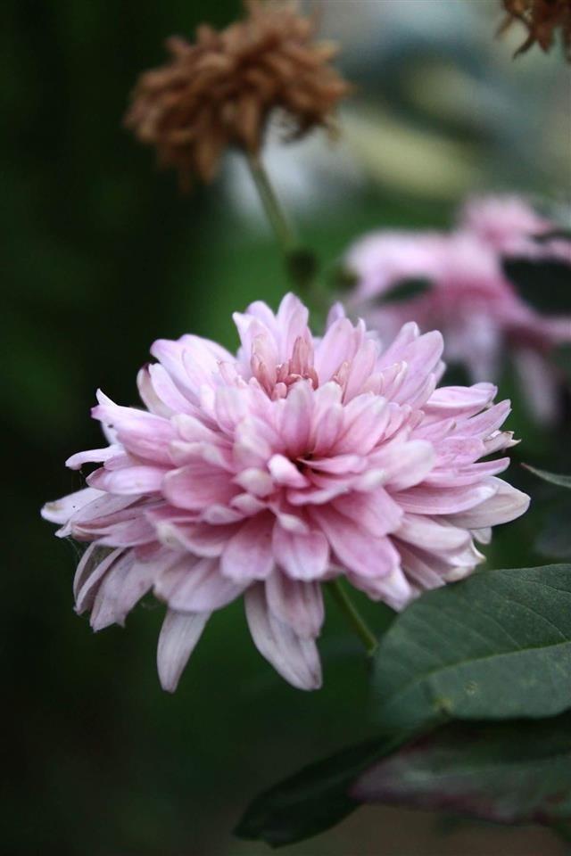 Canon-600-D