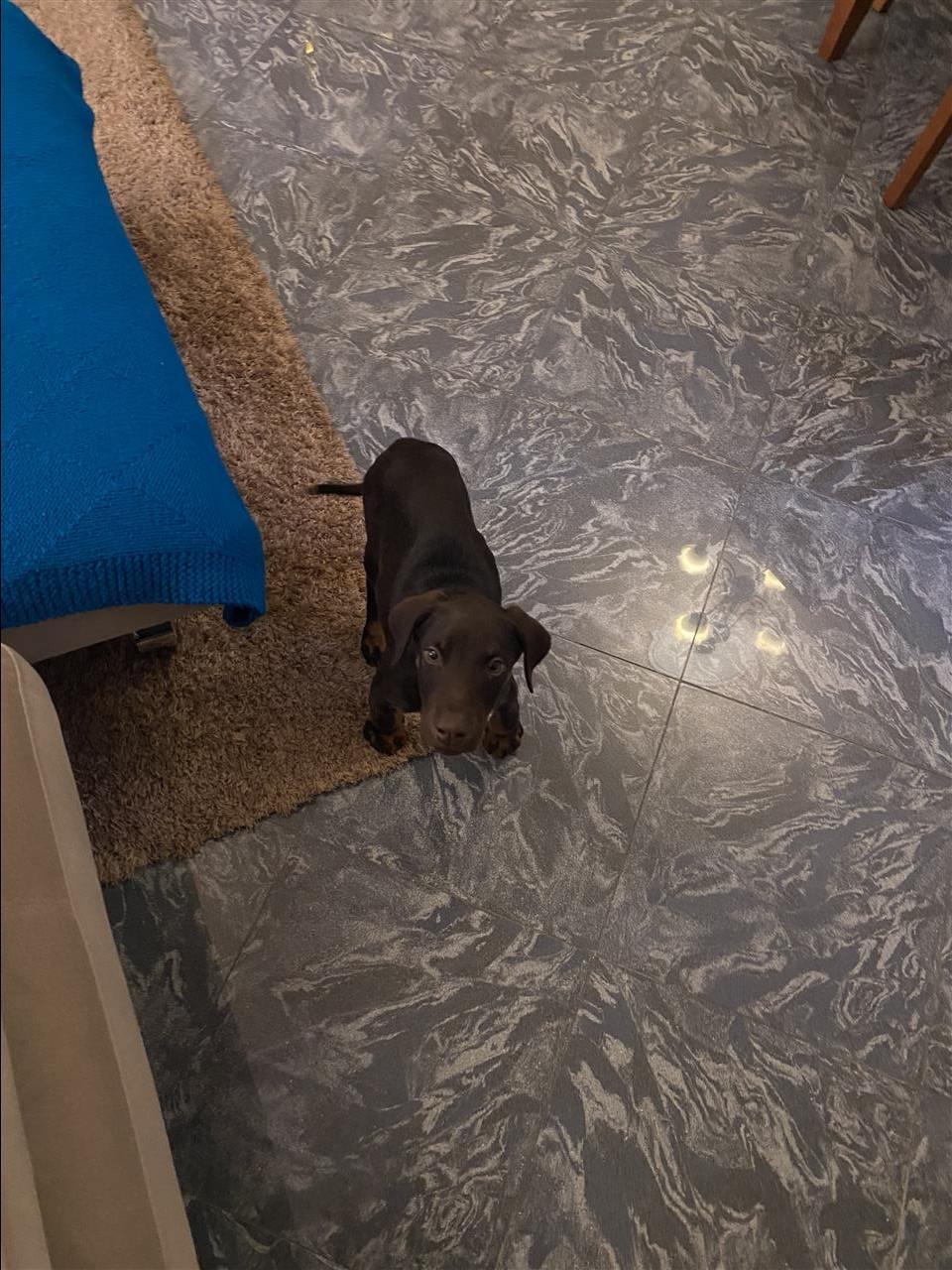 Doberman-
