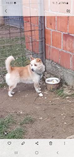 Bubi