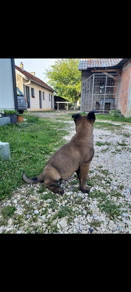 Belg-malinois