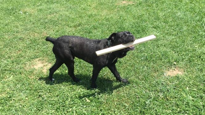  Cane Crosso
