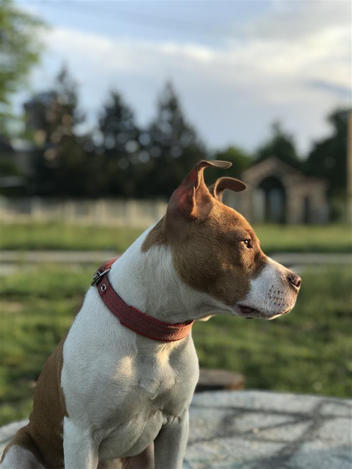 Pitbull