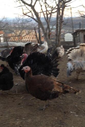Vezë