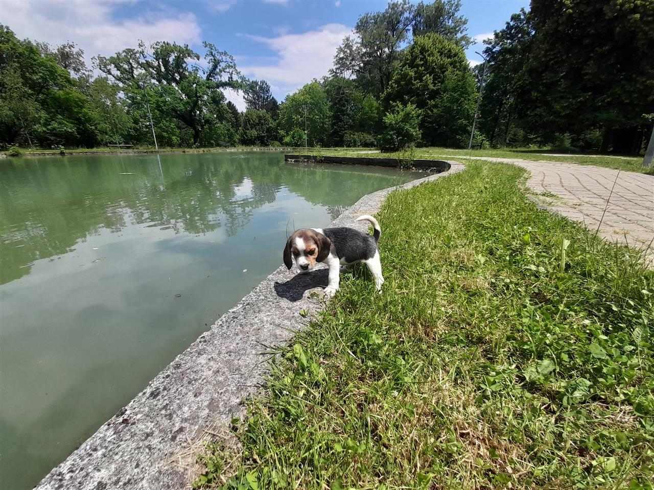 Beagle