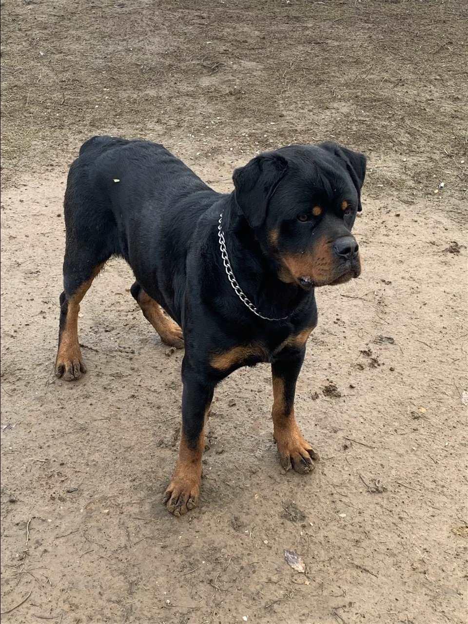 Rottweiler