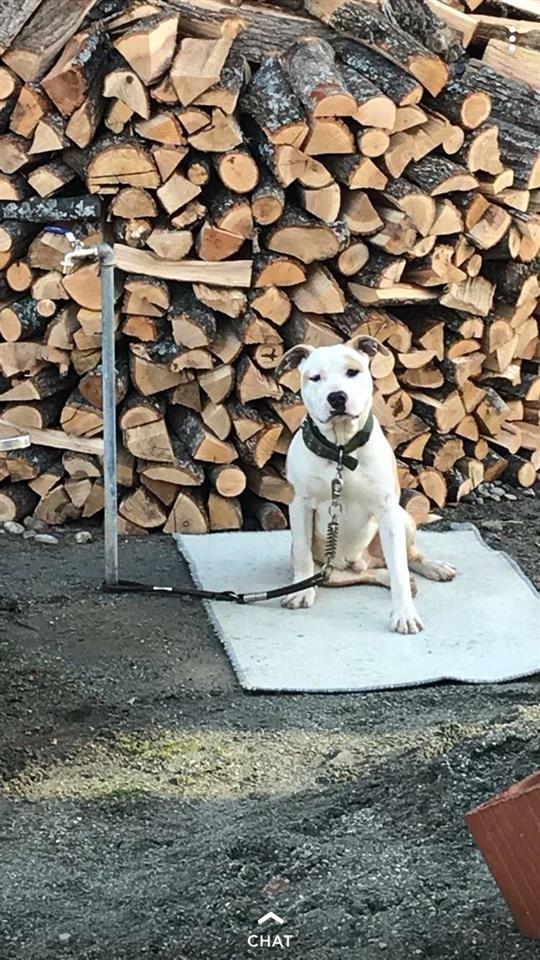 Pitbull-Amstaff