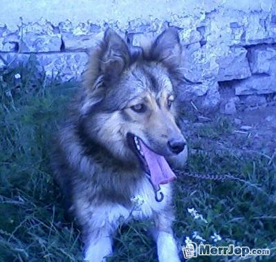 Hasky