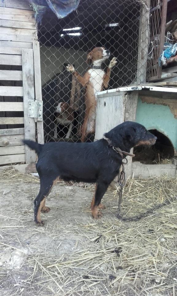Terrjer-