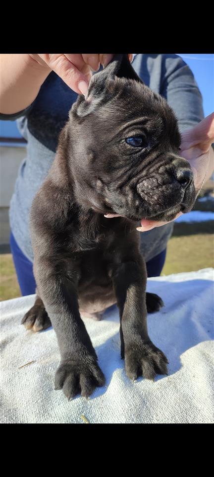 Cane-Corso