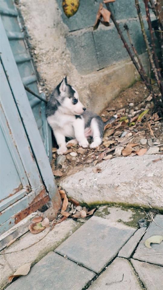Haski