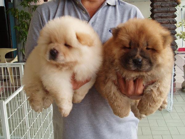 CHOW CHOW