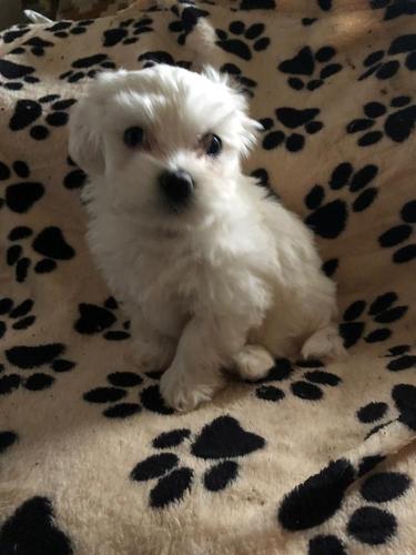 Maltezer