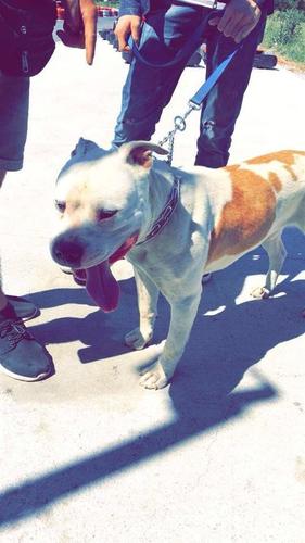 Pitbull amstaff