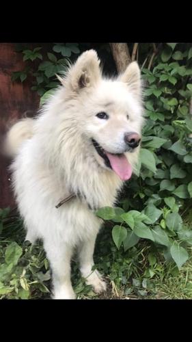 Samoyed 