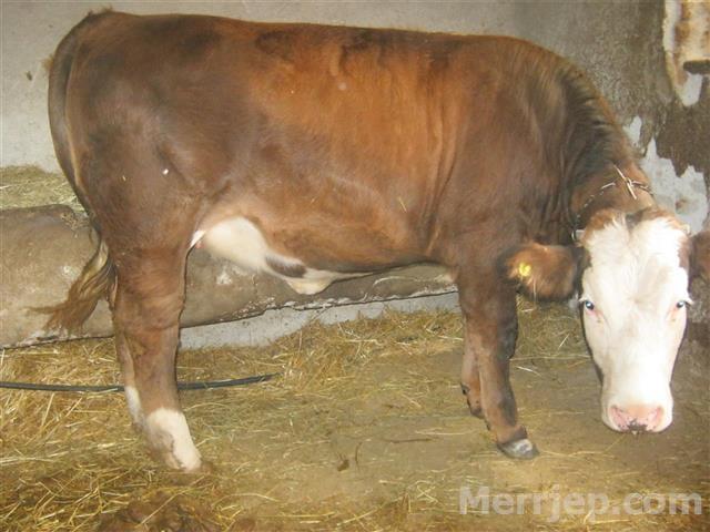 Mushtjerra