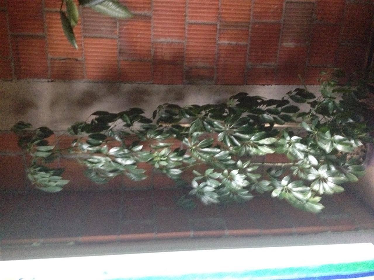 Lule