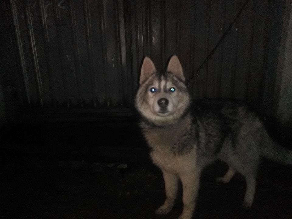 Husky