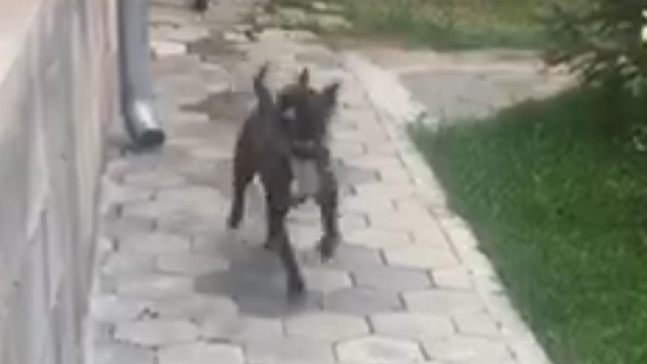 Pitbull