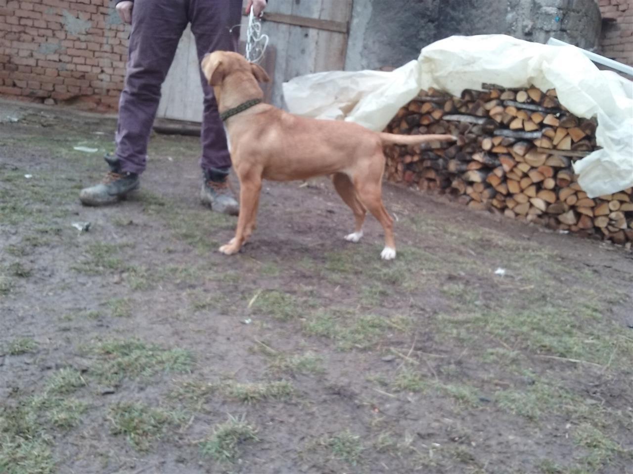 Pitbulle-