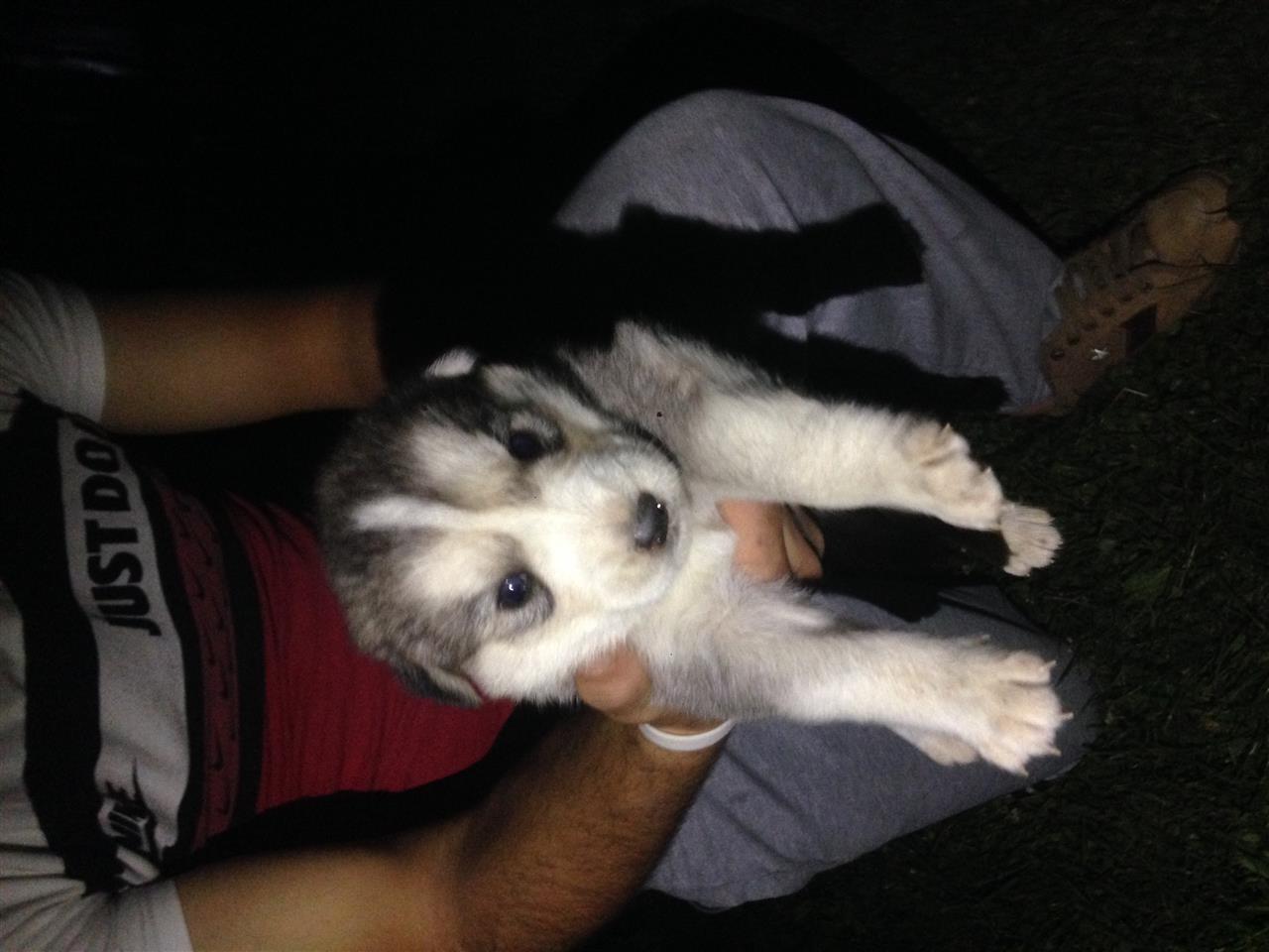 Qeni-