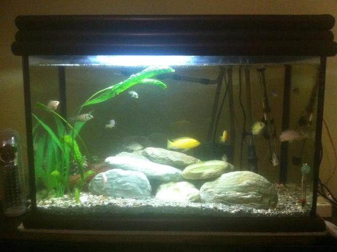 Akvariumi