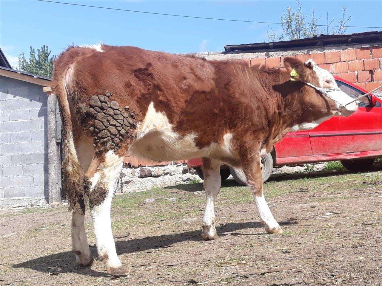 Mshtjerra