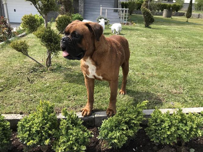 Boxer