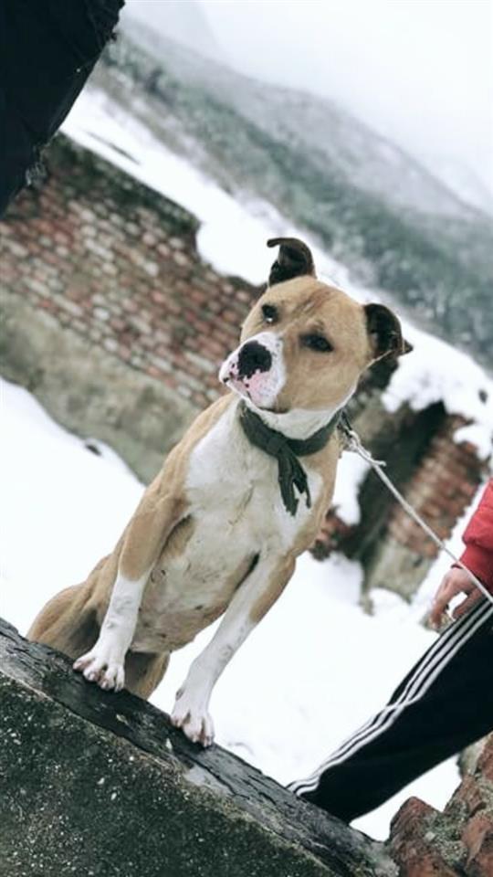 Pitbull