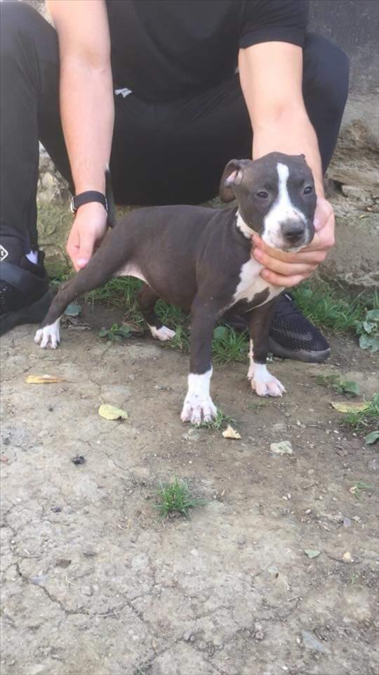 Pitbull