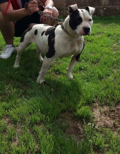 Pitbull