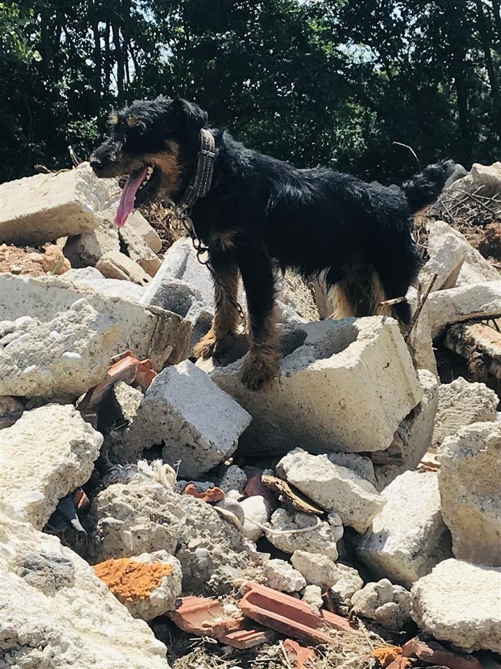 Terrier