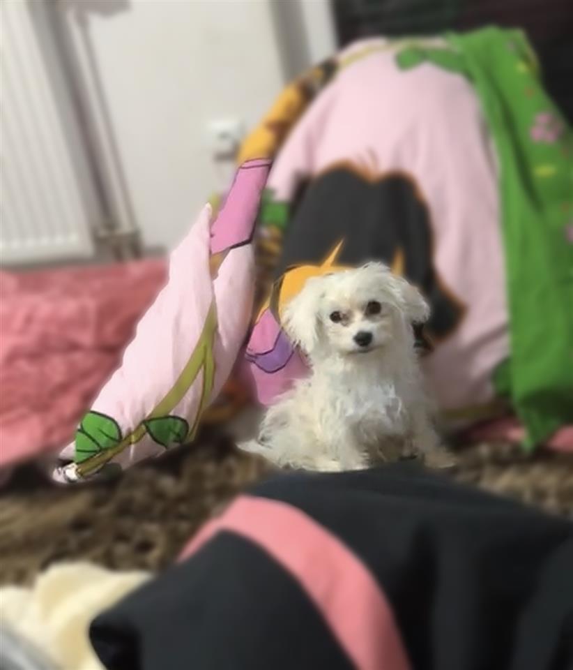 Maltezer