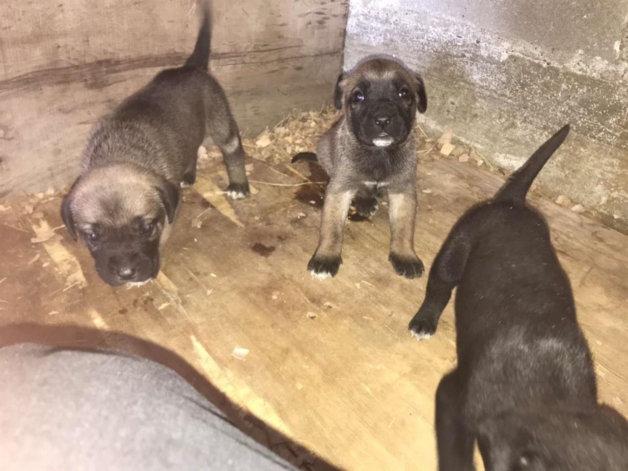 Klysh-Cane-Corso