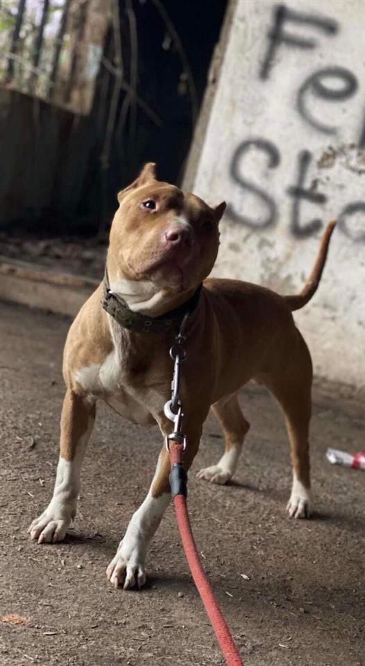 pitbull
