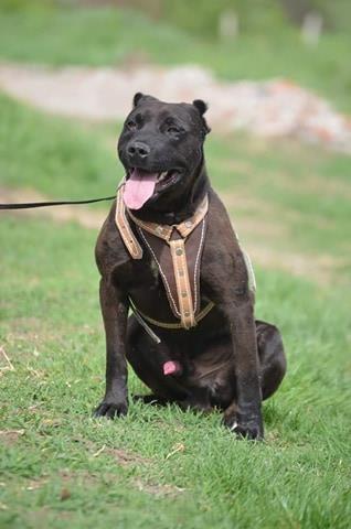 APBT-
