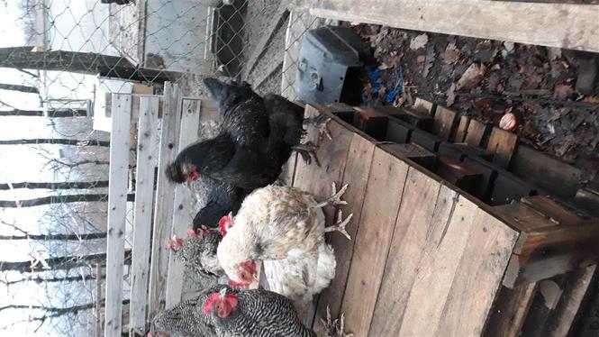 Pulla