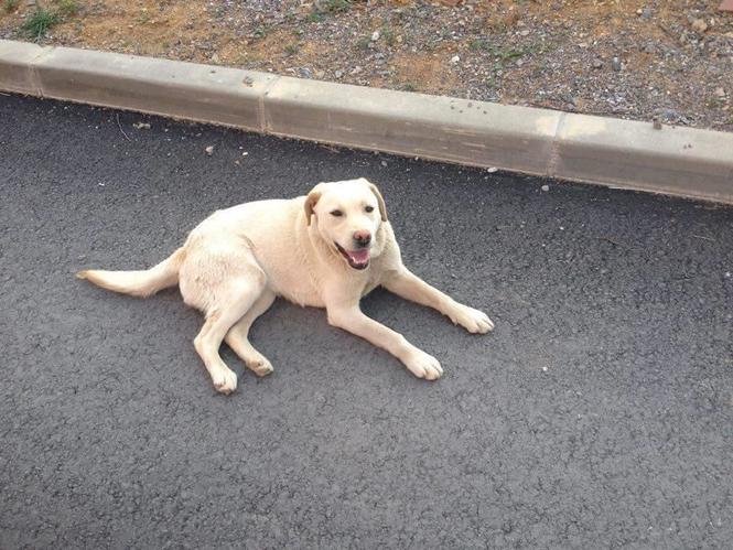 llabrador