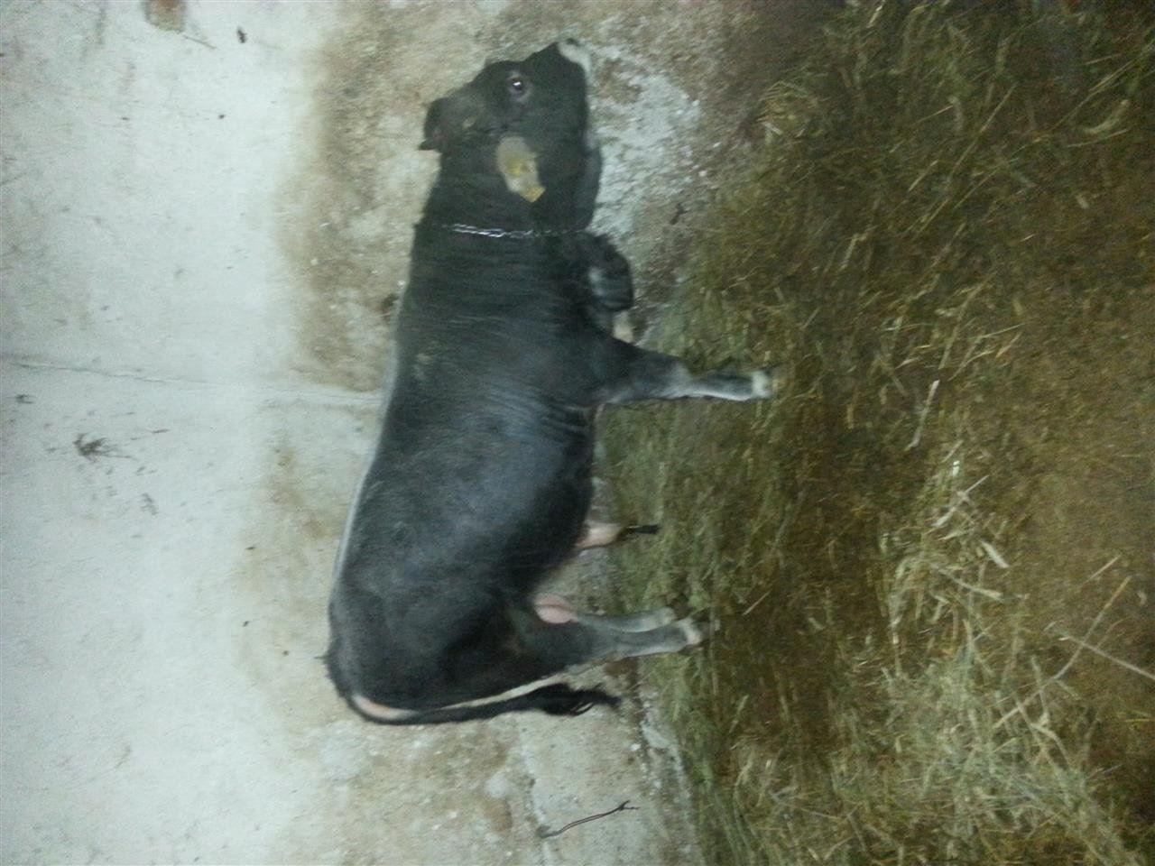 goni