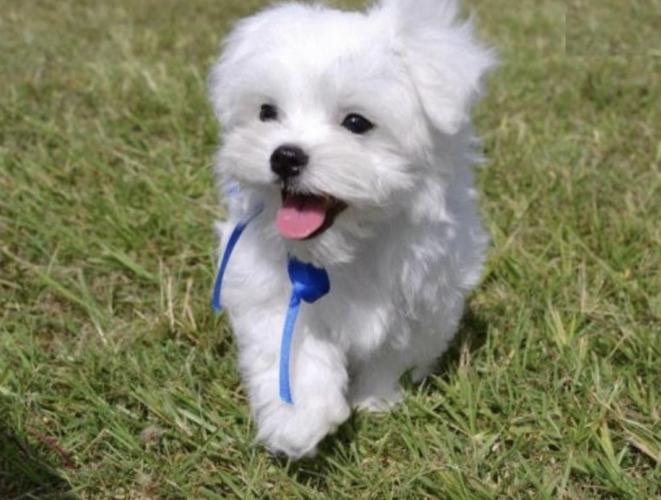 Maltezer