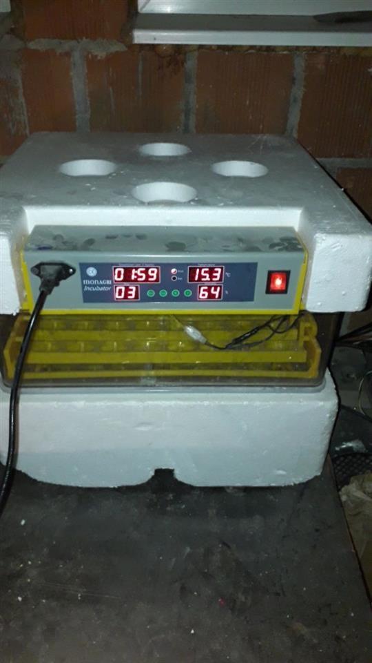 Inkubator