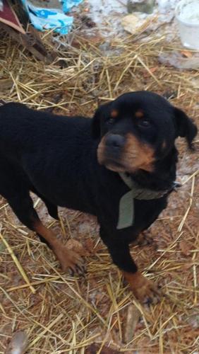 Rottweiler