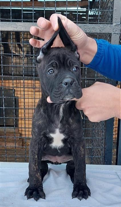 Cane-Corso