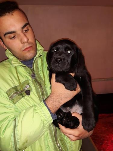 Labrador retriver black