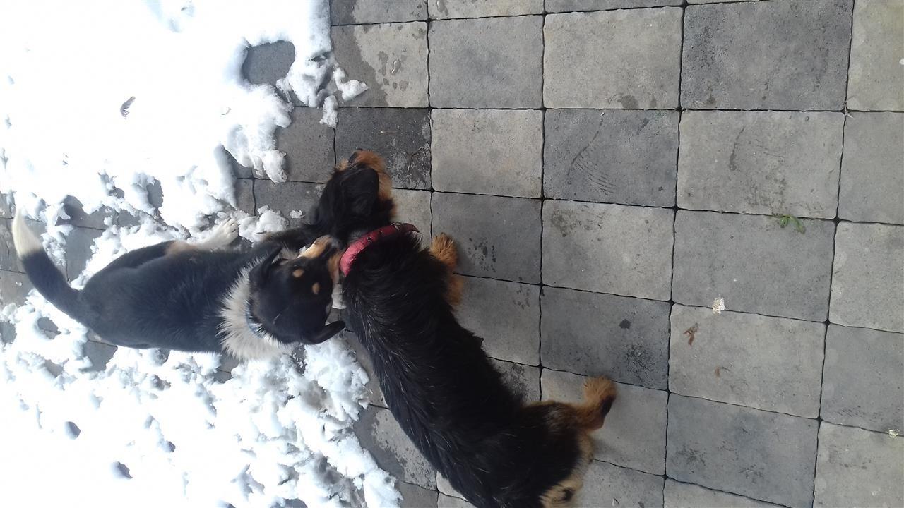 Terrier