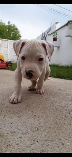 PITBULLA NE SHITJE