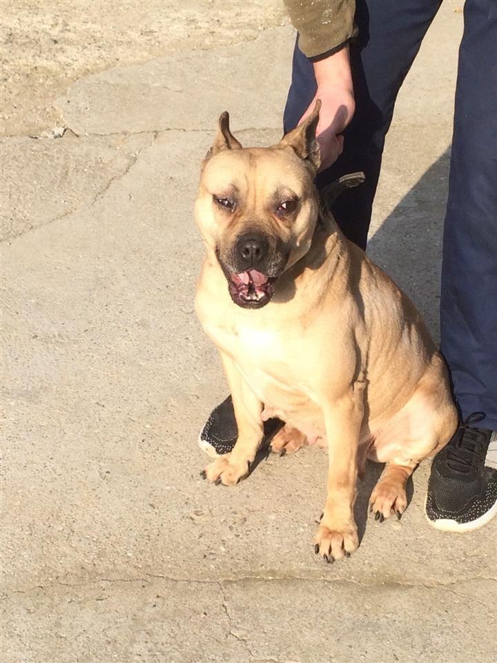pitbull