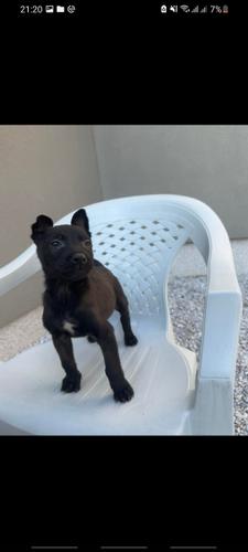 Malinois