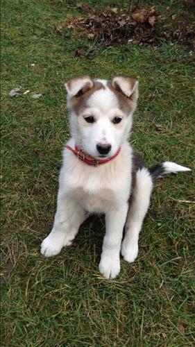 Shitet Husky !!!!!
