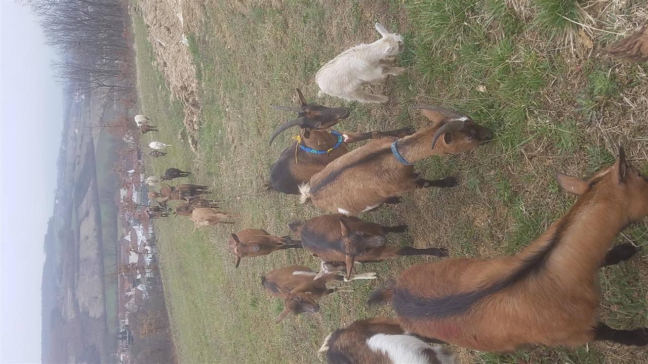 Dhi