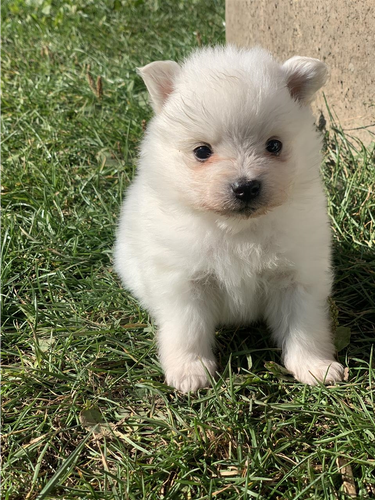 Minispitz